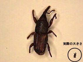 写真：実際の大きさとの比較