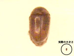 写真：実際の大きさとの比較