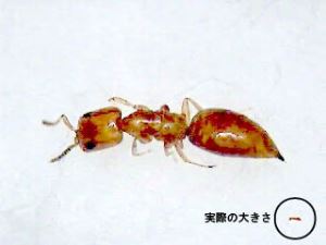 写真：実際の大きさとの比較