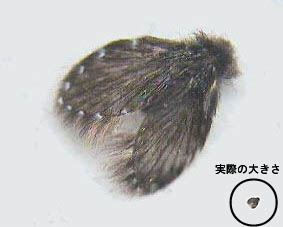 写真：実際の大きさとの比較