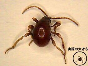 写真：実際の大きさとの比較