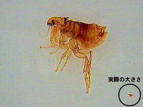 写真：実際の大きさとの比較
