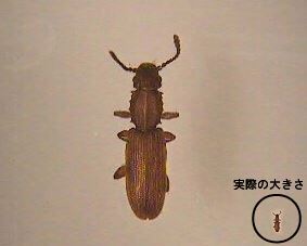 写真：実際の大きさとの比較