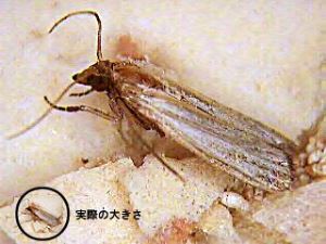 写真：実際の大きさとの比較