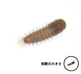 写真1：実際の大きさとの比較