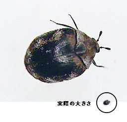 写真2：実際の大きさとの比較