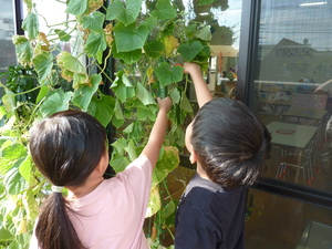 写真：きゅうりを収穫している様子