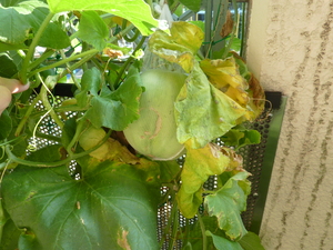 写真：育てているメロン