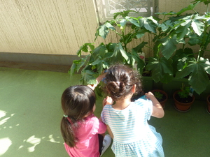 写真：水やりをしている様子