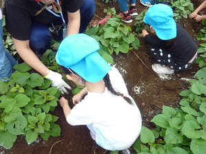 写真：芋ほりをする様子