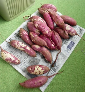 写真：洗ったさつまいも