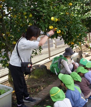 写真：みかんを収穫している様子