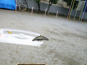 さなぎから出てきた蝶々の姿