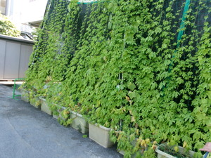 ゴーヤのカーテン