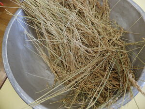干した後、葉を取り除いた稲です。