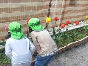 チューリップの匂いを楽しむ子どもたち