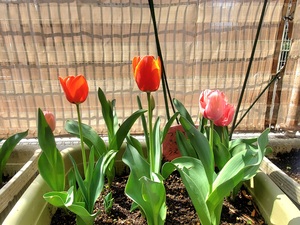 園庭に咲いたチューリップ