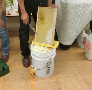 写真：蜂の巣の写真