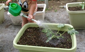 写真：野菜に水やりをしている写真