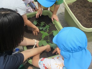 写真：野菜の苗を植えている写真