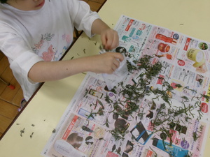 写真：乾燥したラベンダーを袋に詰めている様子の写真