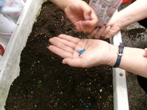 写真：オクラの種の写真