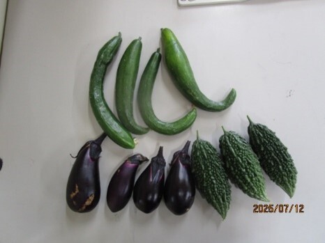 茄子、胡瓜、ゴーヤの写真