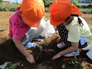 芋を掘る子どもたち