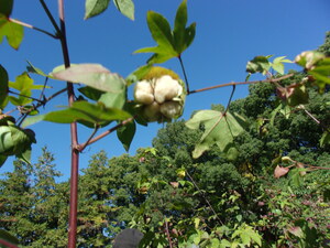 収穫したコットン