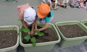 子どもたちが夏野菜の苗を植えています