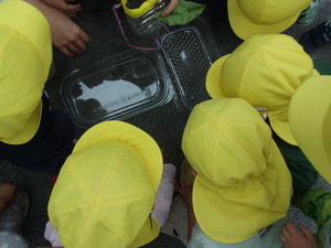 テントウムシを見守る子どもたち