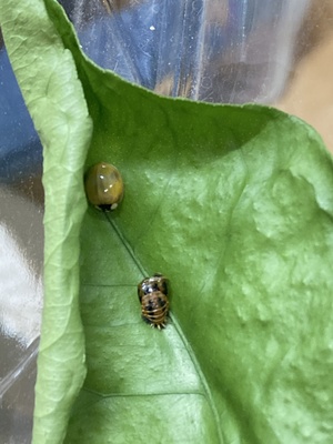 羽化したテントウムシ