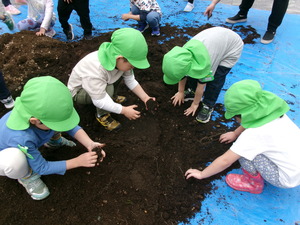 土づくりをするこどもたち。古い土から枯草や小石などとりだし、土を手でもんでやわらかくしています。
