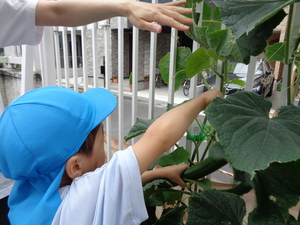 きゅうりを収穫している様子