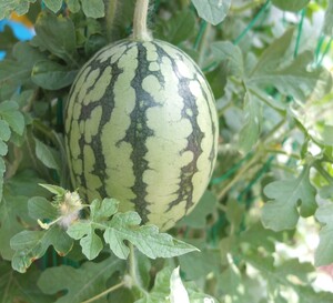 子どもたちが育てているスイカ。