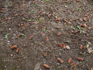 どんぐりが落ちている写真