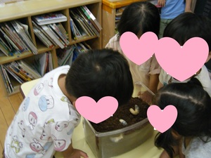 写真：幼虫を見ている様子