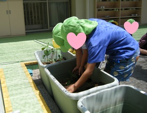 写真：苗を植えているところ