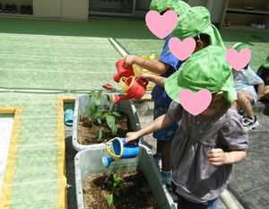 写真：水をあげているところ