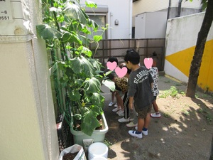 苗が育って野菜が実った
