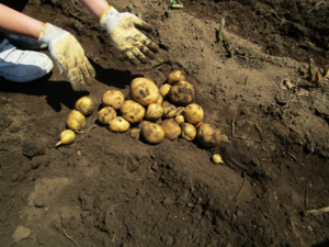 じゃがいもの写真