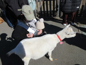 ヤギに触ってる様子