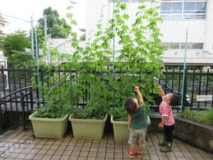 ゴーヤの花が咲きました