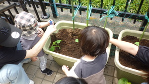 ゴーヤの苗を植えました