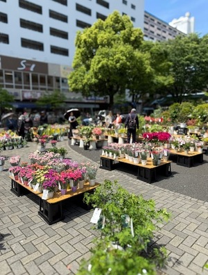 写真：たくさんの植木鉢の花1