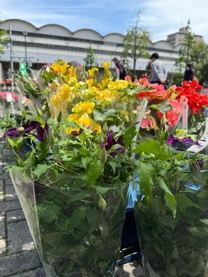 写真：たくさんの植木鉢の花2