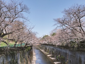 令和6年4月2日のさくら