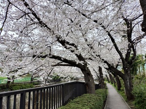 4月5日のさくら