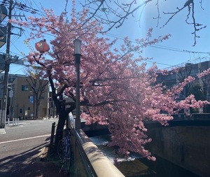 令和7年3月10日（カワヅザクラ）