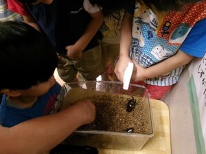 カブトムシの観察